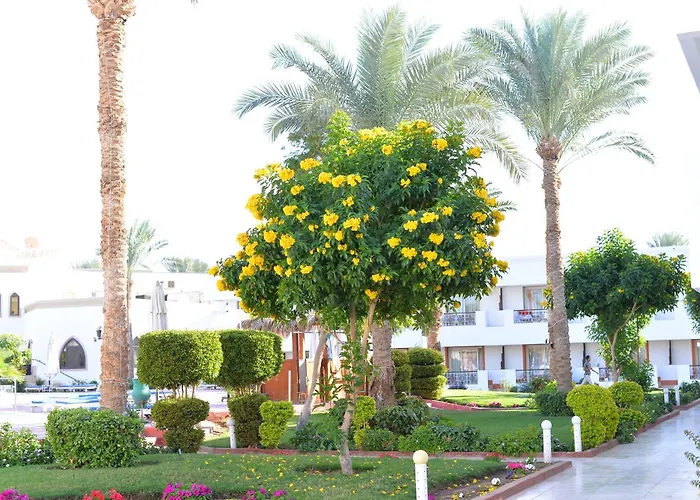 Viva Sheikh 3* Sarm es-Sejk